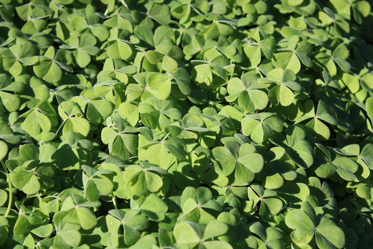 Clovers