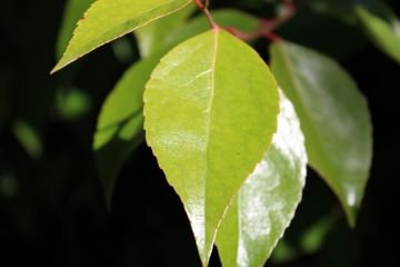 Leaves Close Up