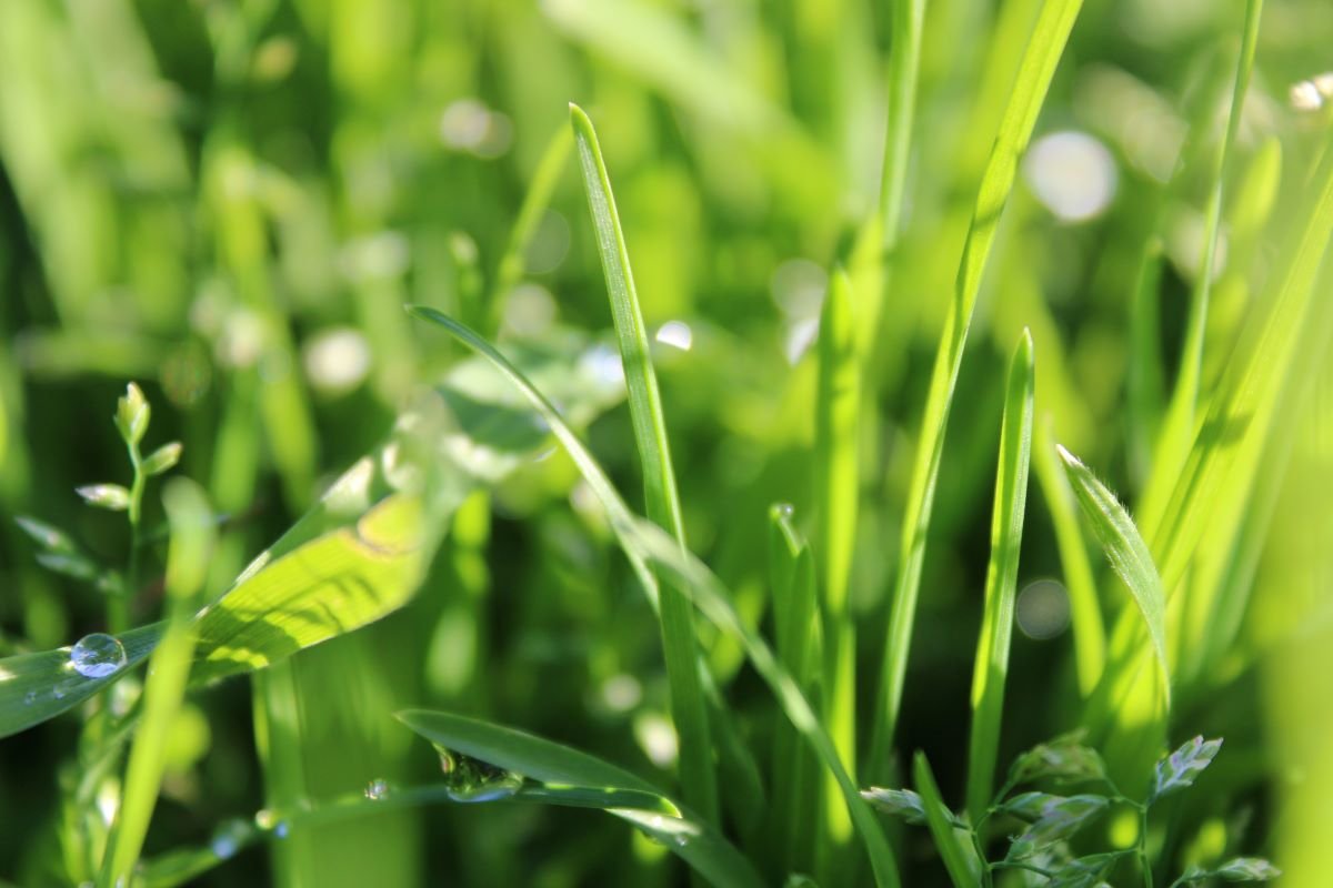 Grass Close Up