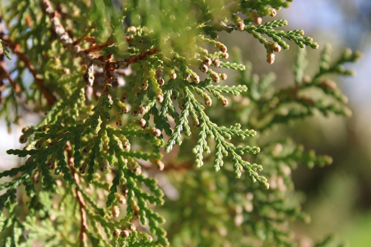 Pine Leaves Close Up