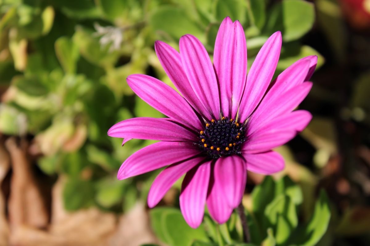 Purple Flower Close Up