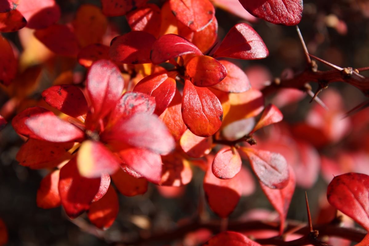 Red Leaves Close Up