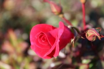 Small Rose Close Up